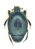 Hypocaccus rugiceps